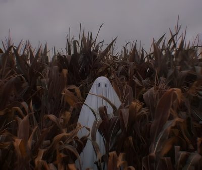 a ghost in the middle of a corn field Grunge Halloween Aesthetic Supernatural Fall Aesthetic, Yellow Ghost Aesthetic, Ghost In Cornfield, dark slate gray