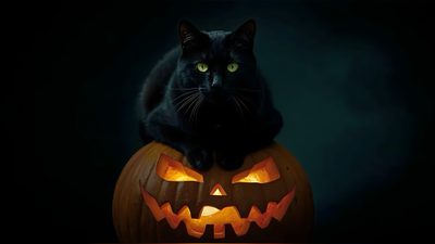 a black cat sitting on top of a carved pumpkin with glowing eyes and mouth open Generic Halloween Cat Desktop Halloween Zoom Background Cat, Black Cat And Pumpkin Hd, Halloween Animal Desktop Background,