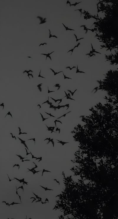 a flock of birds flying in the night sky Gothic Halloween Bats Spooky Iphone Dark, Dark Spooky Aesthetic, Dark Bat, dark slate gray
