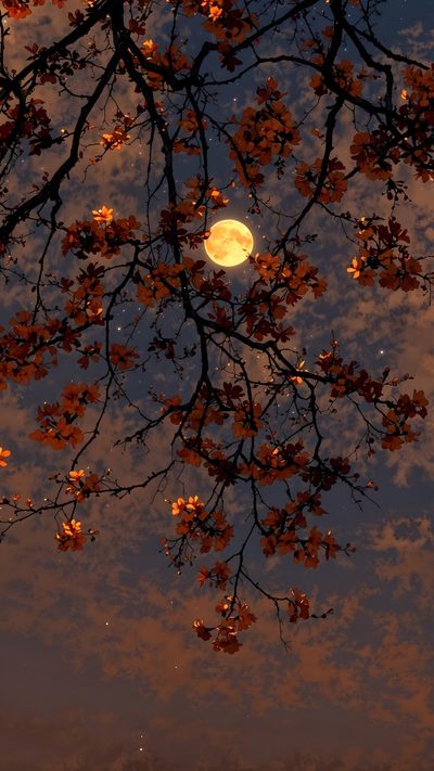 the full moon shines brightly through the branches of a tree with red leaves on it Halloween Sky Iphone Fall Moon, Autumn Trees With Moon, Japanese Autumn, dark slate gray