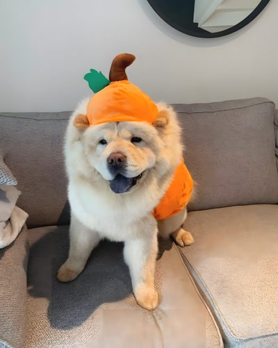 a dog wearing a costume sitting on top of a couch Halloween Chow Chow Chow Chow Halloween Costume, Chow Chow Dog Christmas, Chow Chow Dressed Up, rosy brown