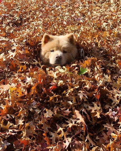 a brown dog laying on top of leaves in the grass with his head resting on it's side Halloween Chow Chow Chow Chow Autumn, Chow Chow Dog Autumn, Chow Chow Puppy In Grass, saddle brown