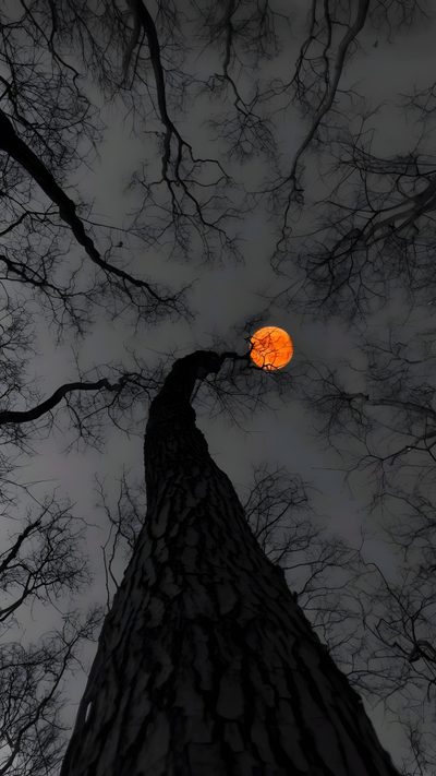 an orange moon is seen through the branches of a tree in this dark night sky Halloween Sky Iphone Scary, Cute Backgrounds For Phones, Dark Iphone, Pretty Landscapes, dark slate gray
