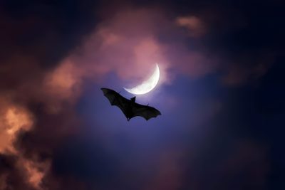 a bat flying in the sky at night with a half moon and clouds behind it Halloween Bat Moon Purple Large Purple Bat, Bats In The Sky, Bats Flying At Night, dark slate gray